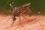 The Ross River virus is transmitted by mosquitoes.