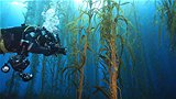 A diver swims through a kelp forest off the Tasmanian east coast