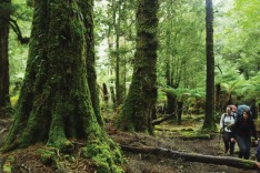 Tarkine Trails, Rainforest Track, Tasmania.