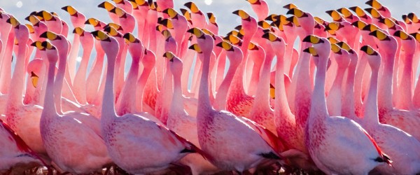 Flamingoes