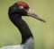 A black-necked crane.