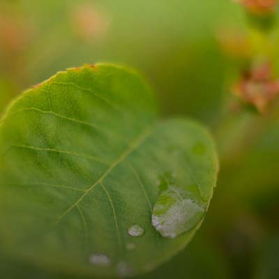 A water drop on a leaf