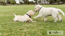 Two guide dogs playing on grass