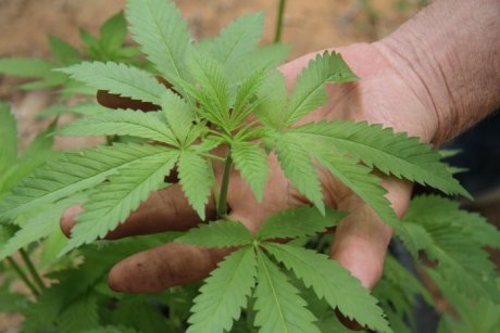 Marijuana plant (ABC Rural: Anthony Pancia)