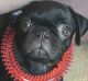 The owner of Egg, a pug dog, has been charged with making a false report to police.