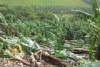 Banana crop damaged by storms