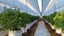 Australian company in joint venture with Chile to grow medicinal cannabis