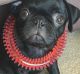 The owner of Egg, a pug dog, has been charged with making a false report to police.
