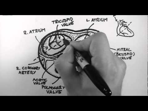 Anatomy of the Heart Valves