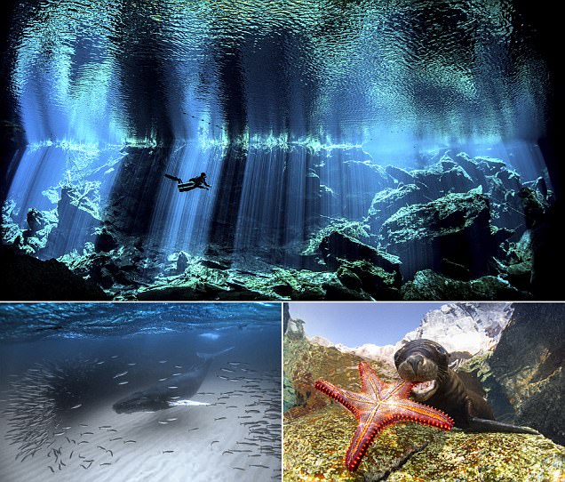 Mesmerising winners of the underwater photography awards