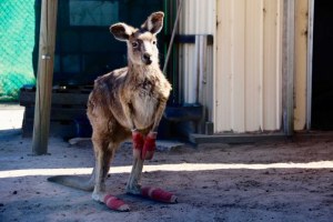 Cinders the kangaroo (ABC News: Jake Evans)