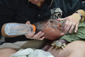 In this photo provided by the Cincinnati Zoo & Botanical Garden a zoo employee using a bottle to provide fluids to a ...