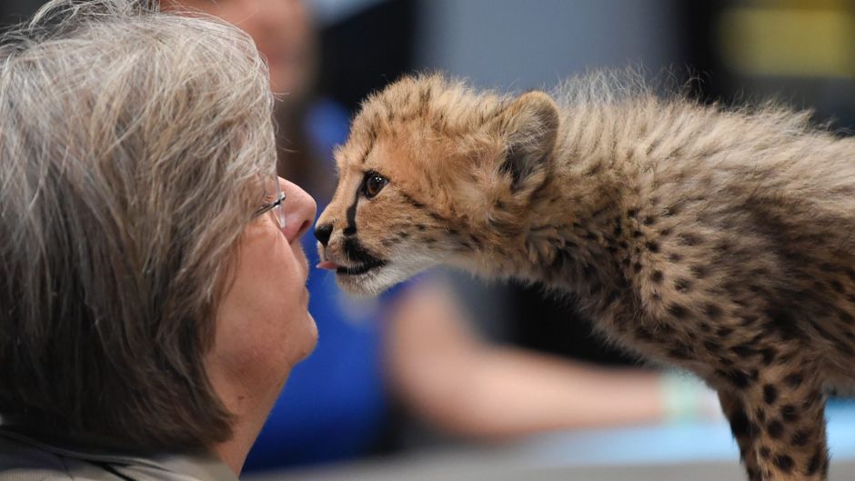 A Cheetah cub licks it's handler on the BUILD Speaker Series to promote Nat Geo Wild's "Big Cat Week" on the National ...