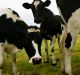 The Australian dairy sector was plunged into crisis last year after Murray Goulburn and Fonterra slashed farmgate prices.