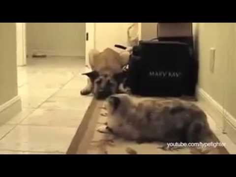 Dogs Terrified Of Walking Past Cats, A Dramatic Compilation | HUFFINGTON POST COMEDY