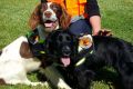 NSW National Parks hawkweed Detection dogs and handler Hillary Cherry. 