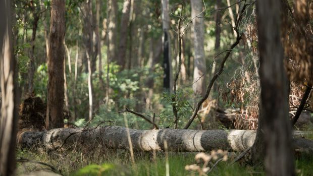 The area near Mount Macedon where the body was found on Monday.