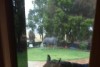 Ponies in the rain in Dumbleyung, Western Australia.