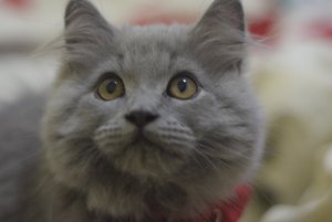 Persian cat