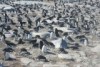 Timelapse: The penguin colony on Gardner Island