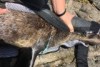 Hands holding a fur seal with balloon ribbon wrapped around its neck