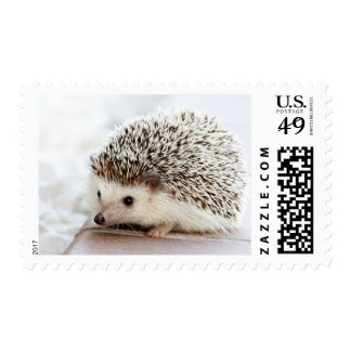 Cute Baby Hedgehog Photo Template Postage