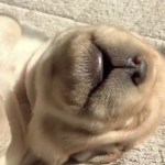 A Teeny-Tiny Tired Puppy Emits the Most Adorable Noises While Fast Asleep on His Back