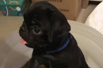 Egg the pug still missing