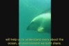 Dolphin cameras reveal secret underwater life