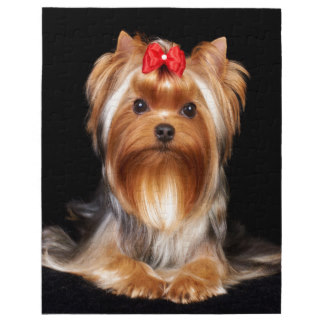 Yorkshire Terrier hermoso Puzzle