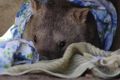 It was a morning to snuggle up with a blanket or two, like Winnie the wombat at the National Zoo last year.