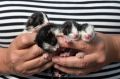 Caroline Dare, of Devonport holding the 4 rescued kittens who were discovered in a paper bag left behind in the ...