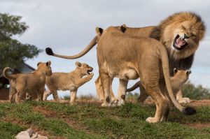 Werribee Open Range Zoo's four Lion cubs make their debut. Photo by Jason South
