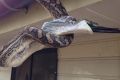 South Freo local Pip Darvall would like a carpet python to visit his roof for a good feed on rats.