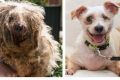 The before and after photos of Lochie are heart-rending, showing his severe neglect and the work of the RSPCA ACT to put ...