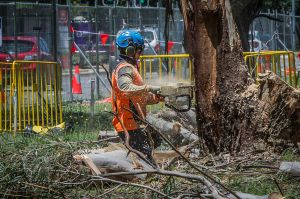 Tree removal begins on Northbourne Avenue on Monday to make way for the light rail.