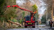 Work to clear trees in Shankill, Dublin (Pic: John Coveney Photography)