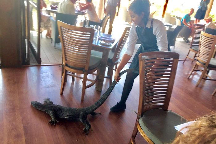 Samia Lila dragging the goanna from the restaurant as it tries to dig its claws in.