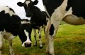 The Australian dairy sector was plunged into crisis last year after Murray Goulburn and Fonterra slashed farmgate prices.