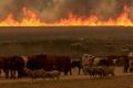 Fires are ravaging NSW.