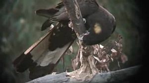 File:Yellow-tailed Black-Cockatoo kobble08.ogv