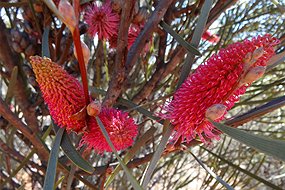 Hakea francisiana 