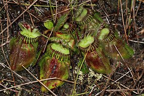 Pitcher plant