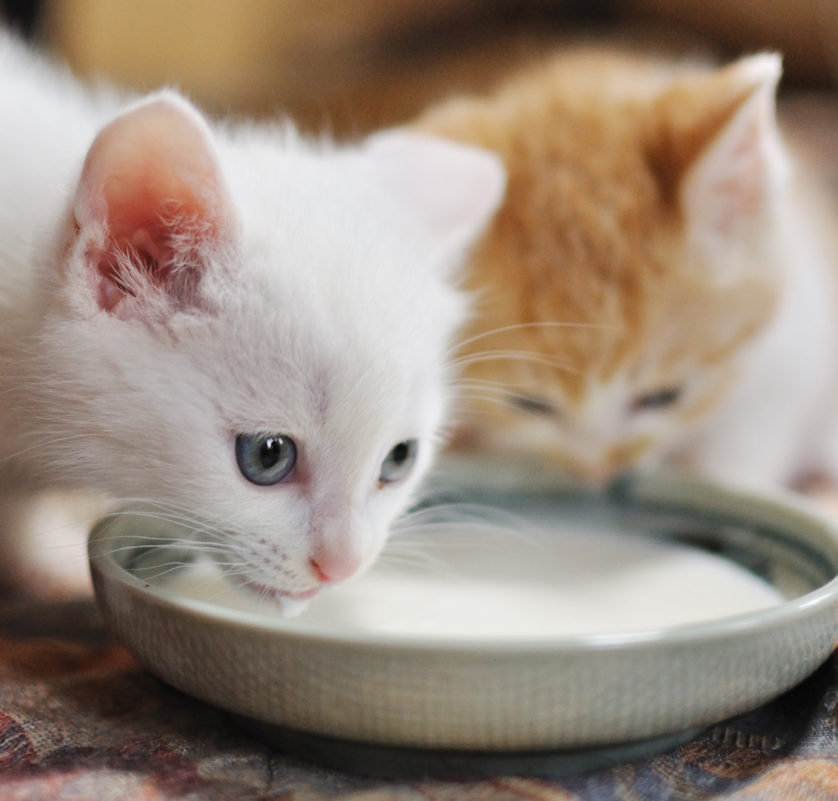 Who could possibly object to a kitten with milk on its nose? / yoppy