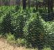 Police arrested three men over the cannabis crop at Colinroobie.