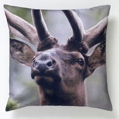 Printed Cushions - Pyntepuder