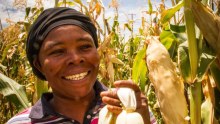 Venansia Mukantare harvests maize. 