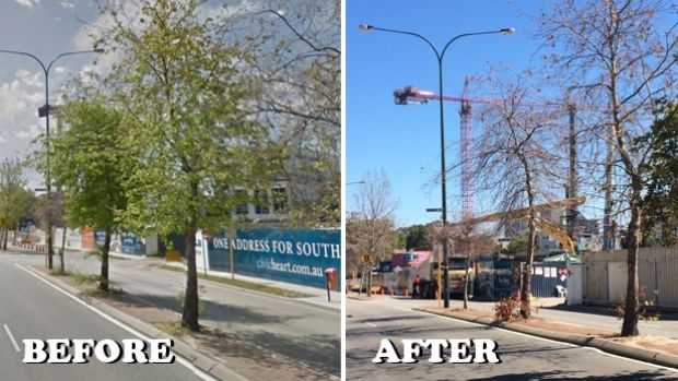 These trees outside the Civic Heart development also appear to have died within the past few months.