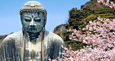 Buddha. Bronze Amida the Buddha of the Pure Land with cherry blossoms in Kamakura, Japan. Great Buddha, Giant Buddha, Kamakura Daibutsu