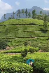 My daughter inspecting the tea leaves in the endless plantations of Munnar, Kerala a few weeks ago.On our way there from ...